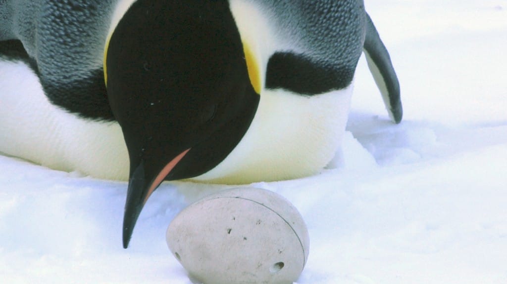 An emperor penguin inspects an egg cam